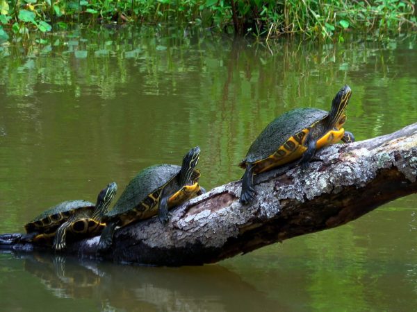 Turtles,In,The,Swamps,Of,Louisiana